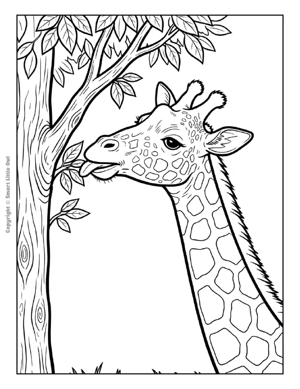 Giraffe preview