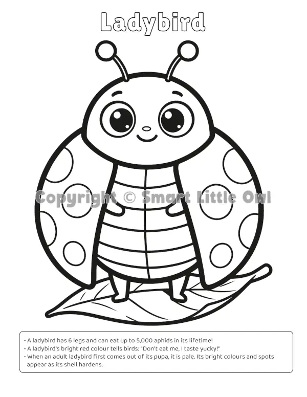 My First Bugs Colouring Book - Ladybird page with bold outlines and fun facts