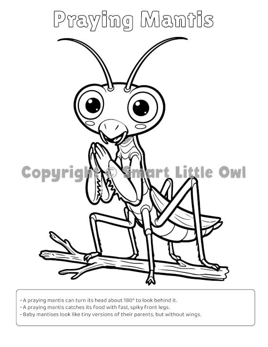 My First Bugs Colouring Book - Praying Mantis page with English fun facts